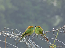 Sawai Madhopur - Inde